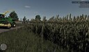 Silagesorghum