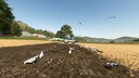 Field Gulls