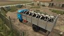 IFA W50 Animal Transport