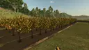 Fruit Orchards
