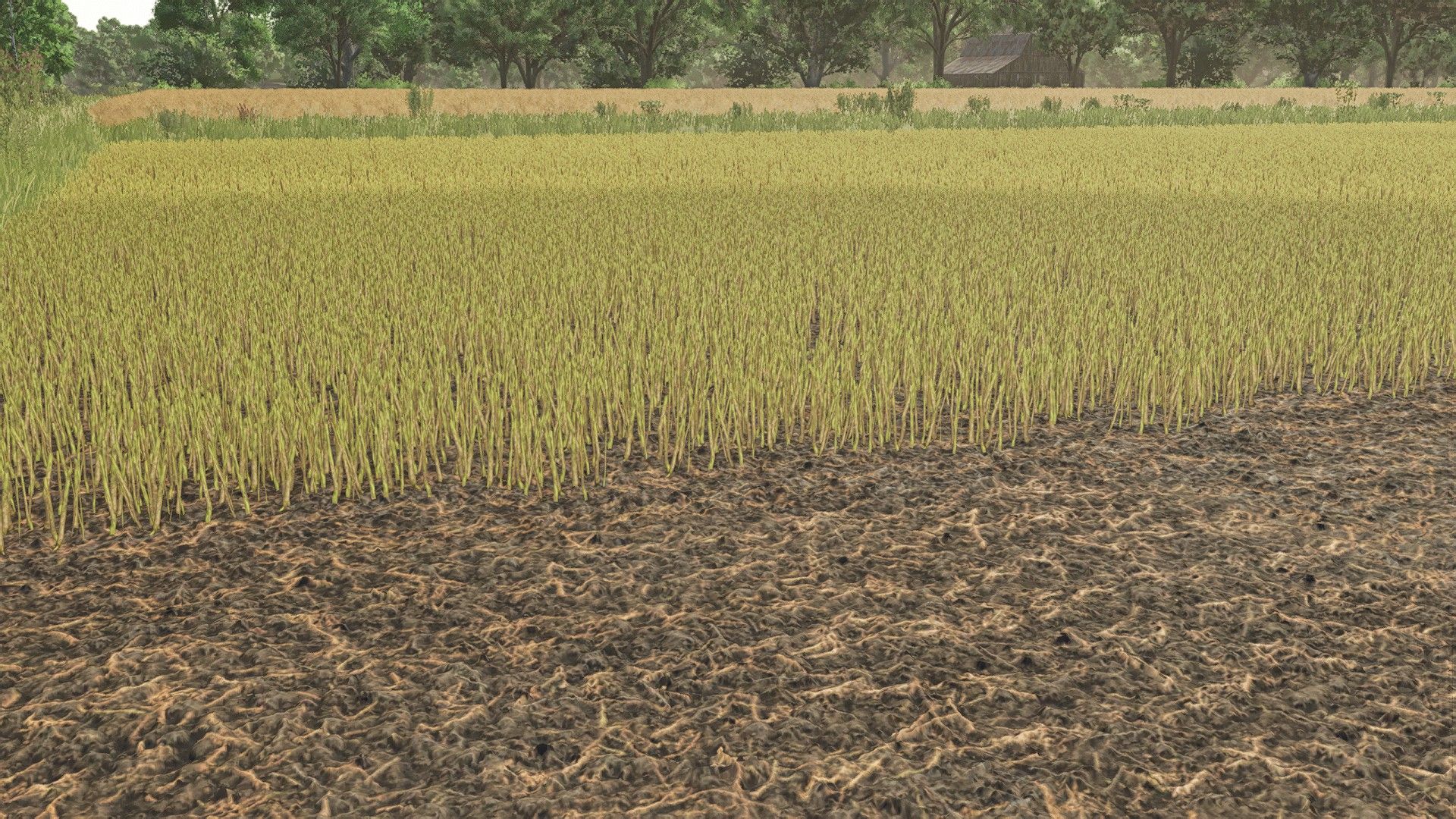 Canola Foliage Textures - Thumbnail 1