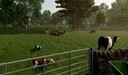 Cow Breeds