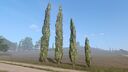 Cypress Trees