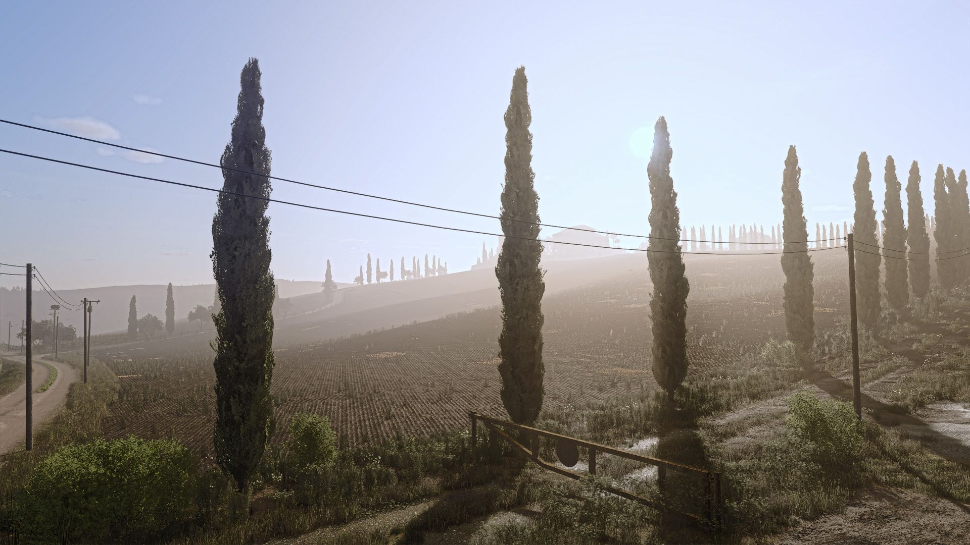 Cypress Trees - Thumbnail 1