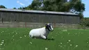 Sheep Breeds for RLRM