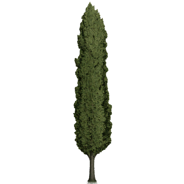 Black Poplar Tree - Thumbnail 1