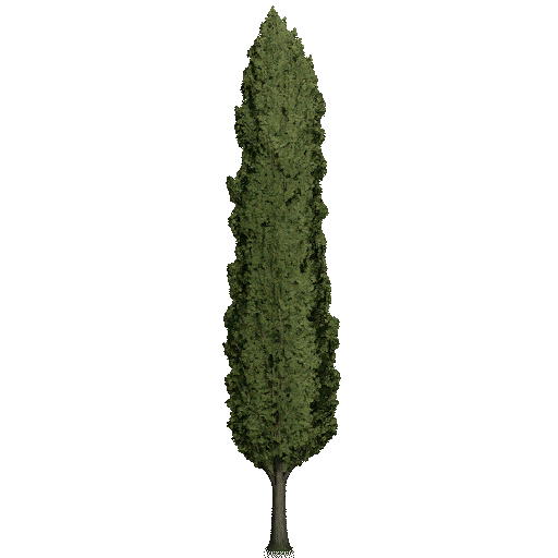 Schwarzpappel Baum - Thumbnail 1