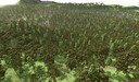Waldherausforderung