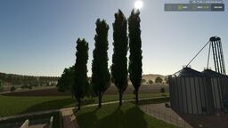 Black Poplar Tree