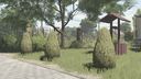 Zier-Thuja