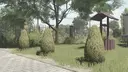 Zier-Thuja