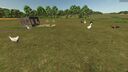 New Farm Animals – Goose, Duck, Turkey & Rabbit
