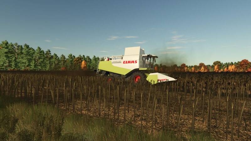 High Resolution Texture for Cut Sunflowers - Thumbnail 1
