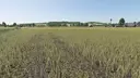 Improved Canola Plants
