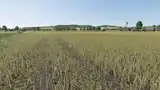 Verbesserte Rapspflanzen Mod Thumbnail