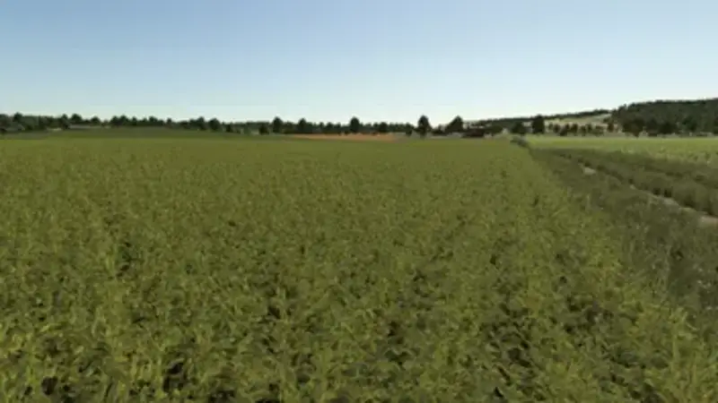 Improved Soybean Plants - Thumbnail 1