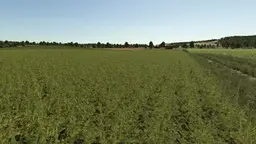 Improved Soybean Plants