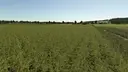 Improved Soybean Plants