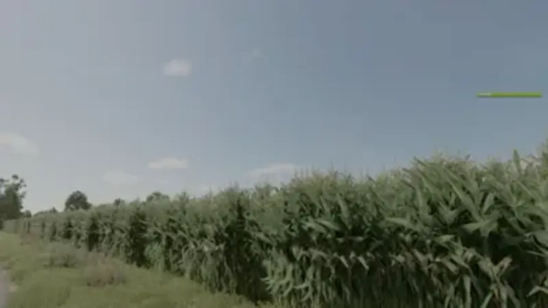Improved Corn Plants Three - Thumbnail 1