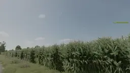 Improved Corn Plants Three