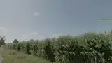 Verbesserte Maispflanzen Drei Mod Thumbnail