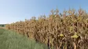 Verbesserte Maispflanzen (Zweite Version)
