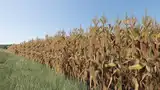 Verbesserte Maispflanzen (Zweite Version) Mod Thumbnail