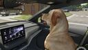 Dog Companion