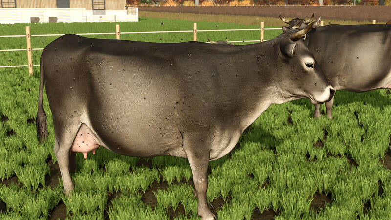 Livestock Flies