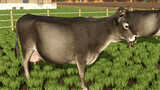 Livestock Flies Mod Thumbnail