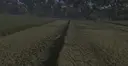 Grass Texture