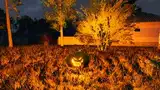 Halloween-Kürbissuche