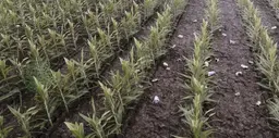 Weeds After Plowing