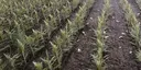 Weeds After Plowing