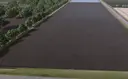 Unlimited Rice Fields