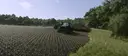 Weeds After Plowing