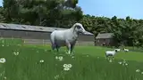 Sheep Breed Pack for RLRM Mod Thumbnail
