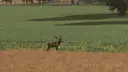 More Wild Animals